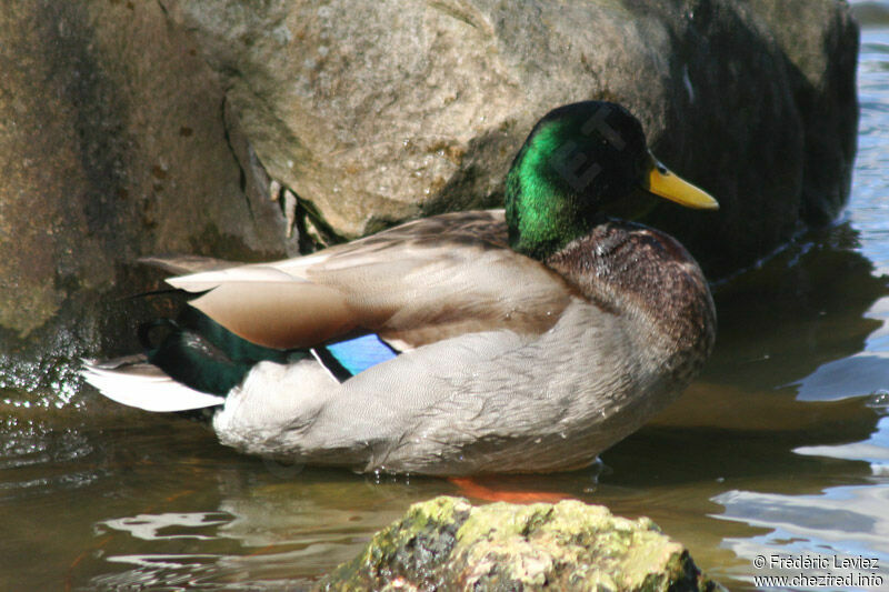 Mallard male adult breeding