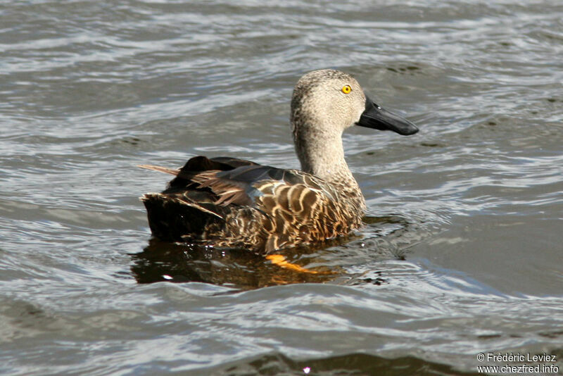 Canard de Smith mâle adulte, identification