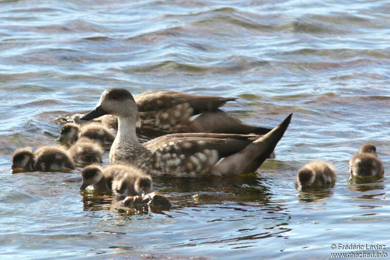 Crested Duck