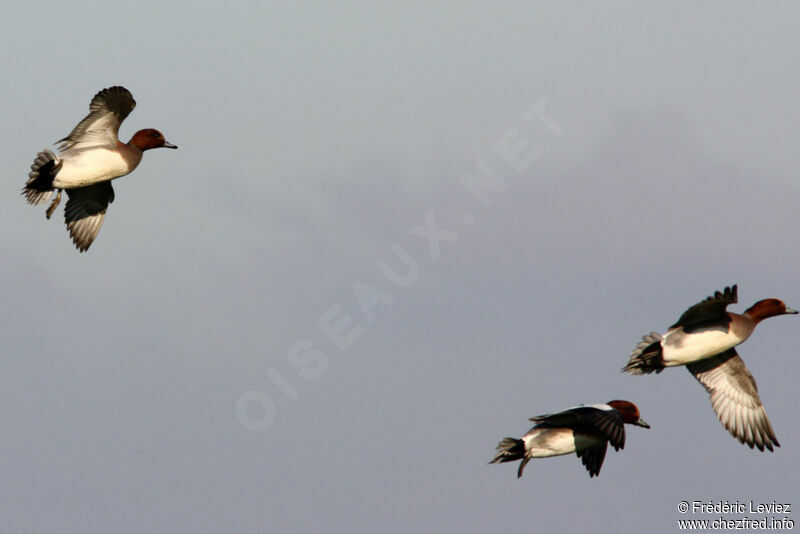 Eurasian Wigeon male adult