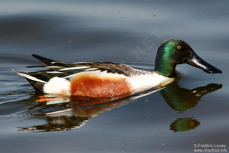 Northern Shoveler male adult breeding, identification