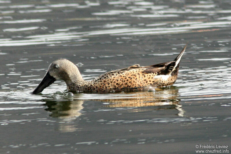 Canard spatule mâle adulte