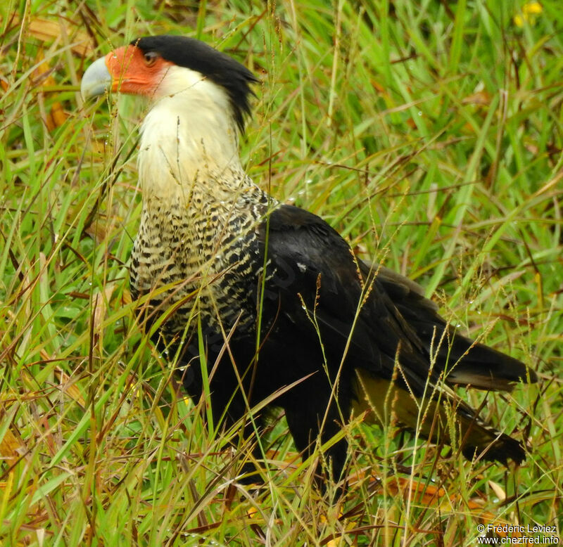 Crested Caracara (cheriway)adult, identification