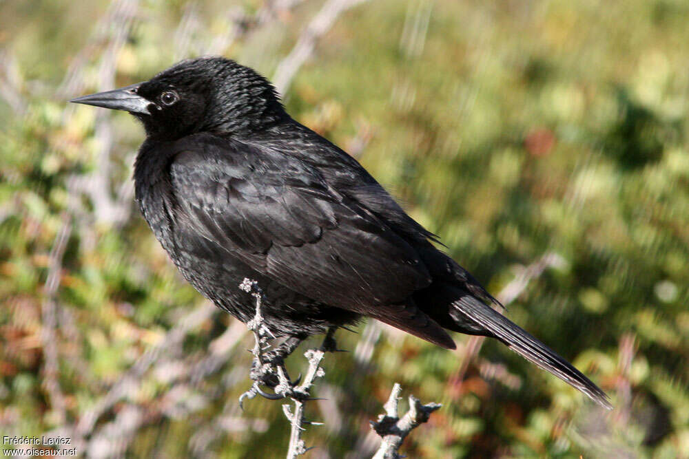 Austral Blackbird
