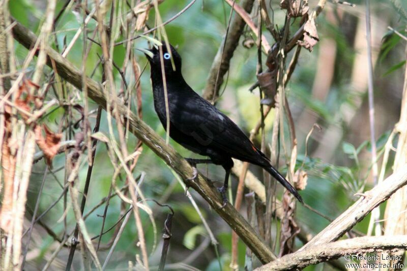 Cassique à bec minceadulte, identification