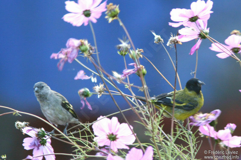 Hooded Siskin 