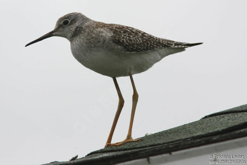 Lesser Yellowlegs, identification