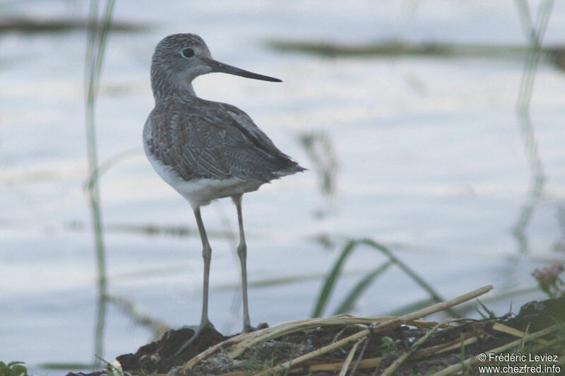 Common Greenshank