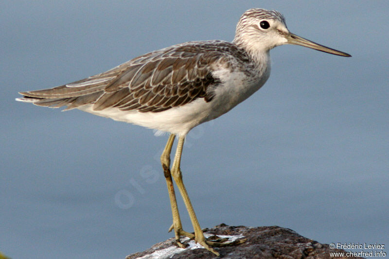 Common Greenshank