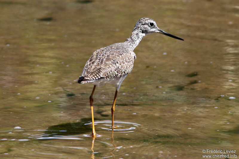 Greater Yellowlegsadult, identification