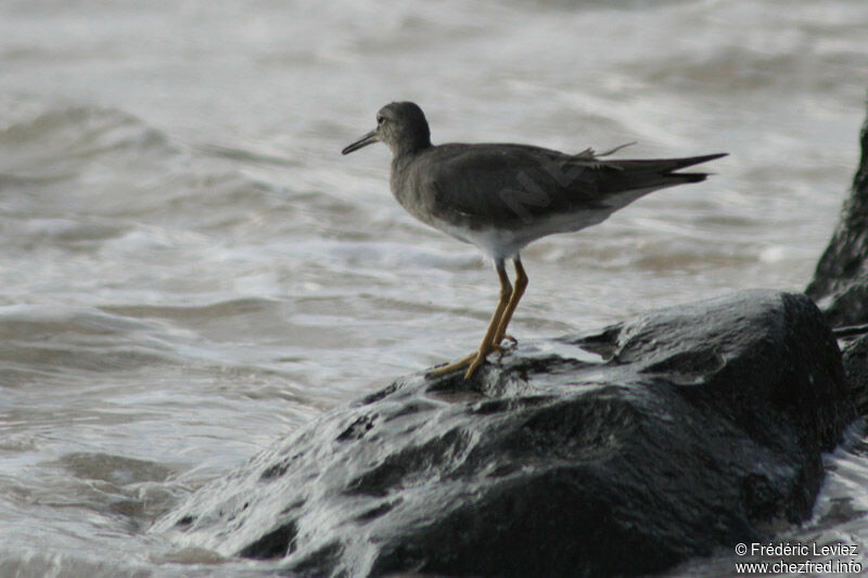 Wandering Tattleradult