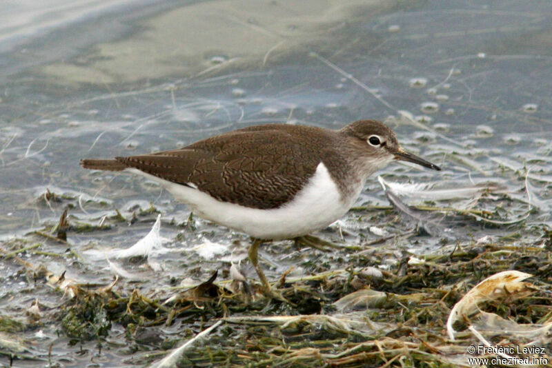 Common Sandpiper, identification