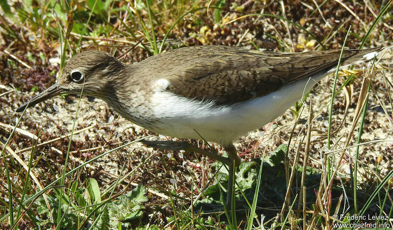 Chevalier guignetteadulte nuptial, identification, marche