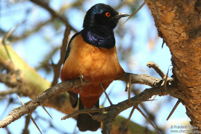 Choucador de Hildebrandtadulte, identification