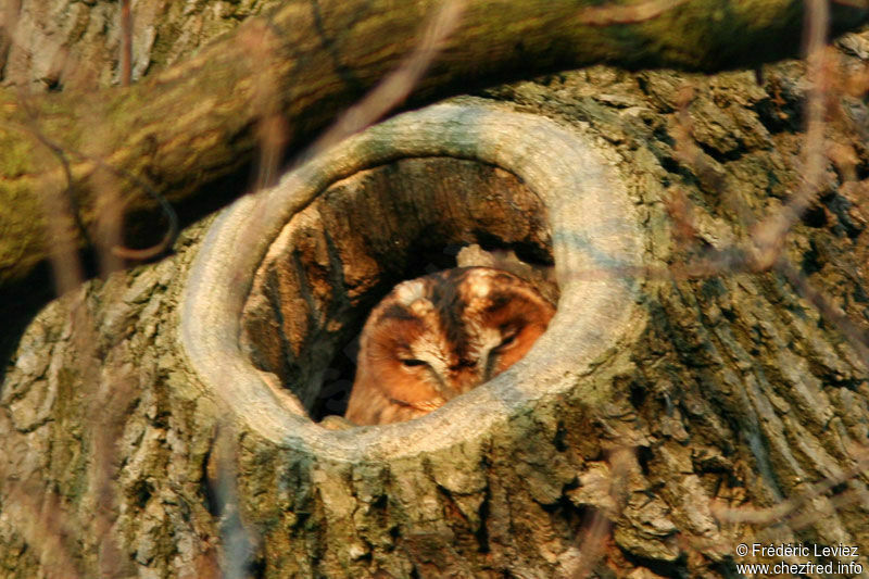 Tawny Owladult