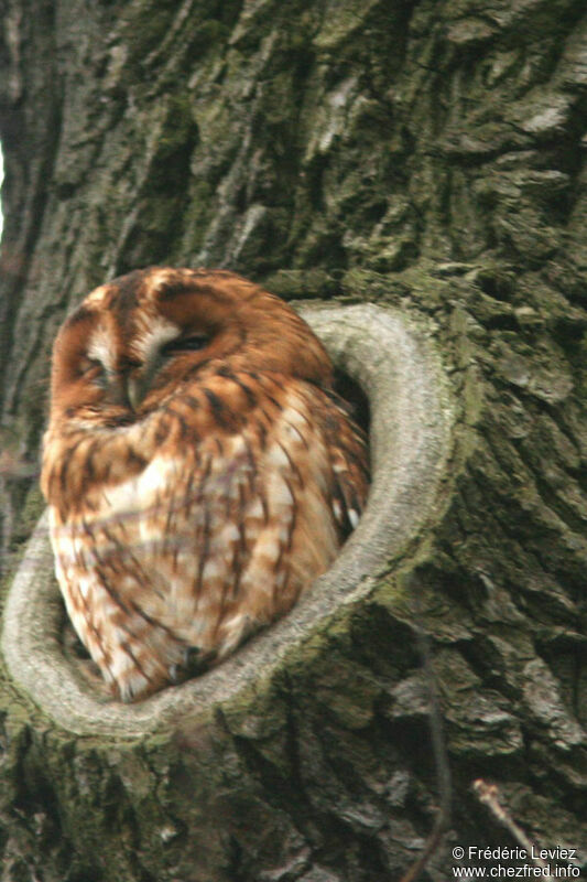 Tawny Owladult