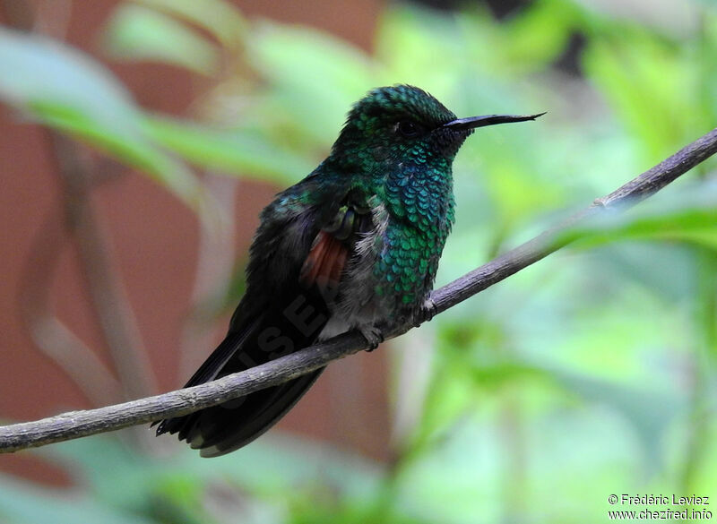 Stripe-tailed Hummingbird male adult, identification