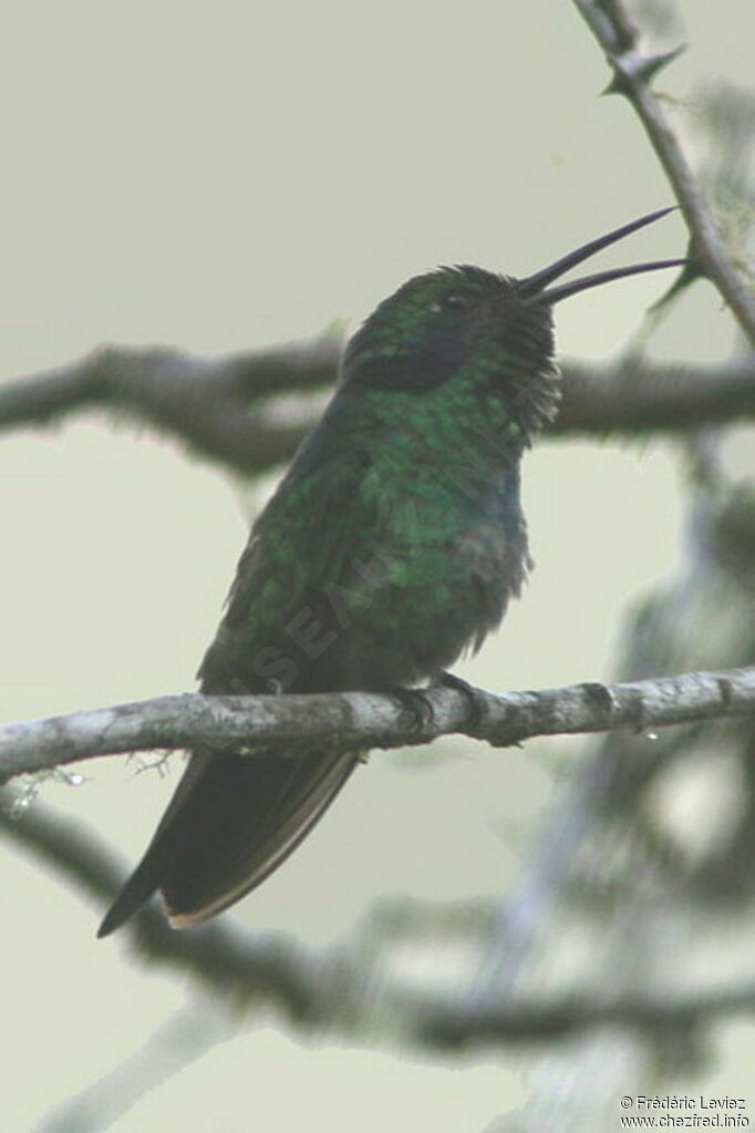 Colibri d'Anaïs