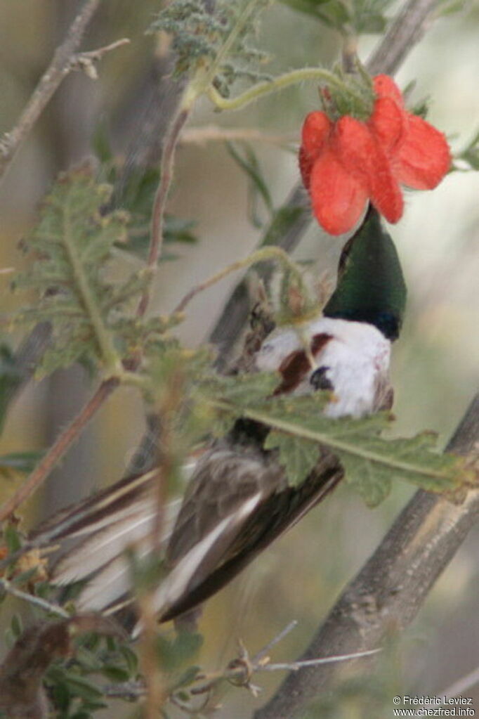 Colibri d'Estelle