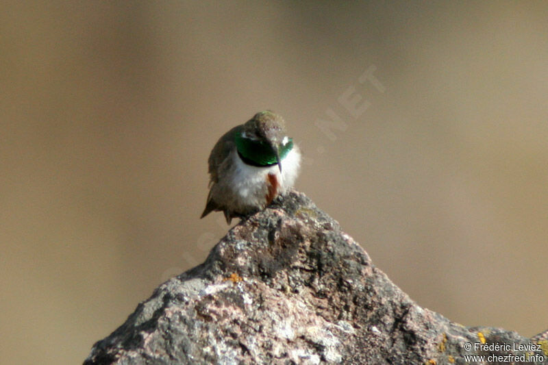 Colibri estelle mâle adulte