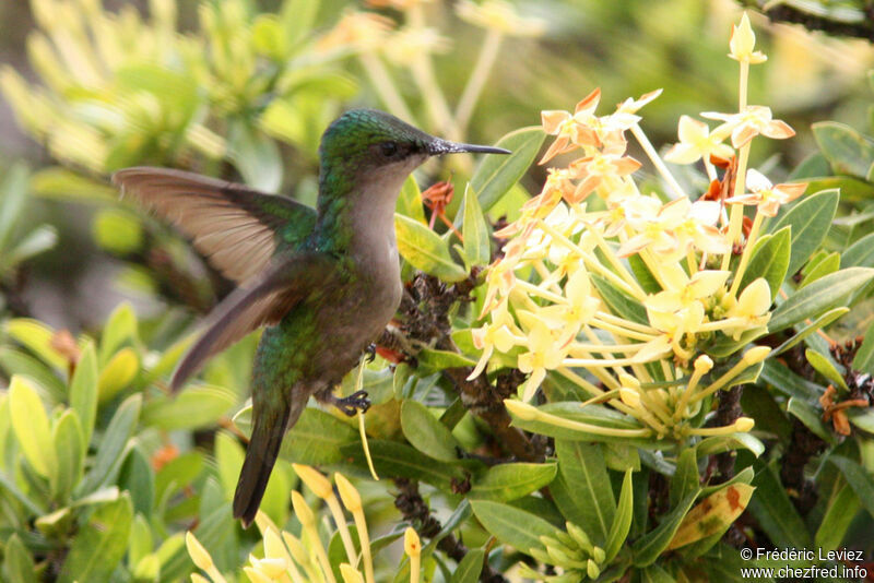 Colibri huppé femelle adulte, Vol