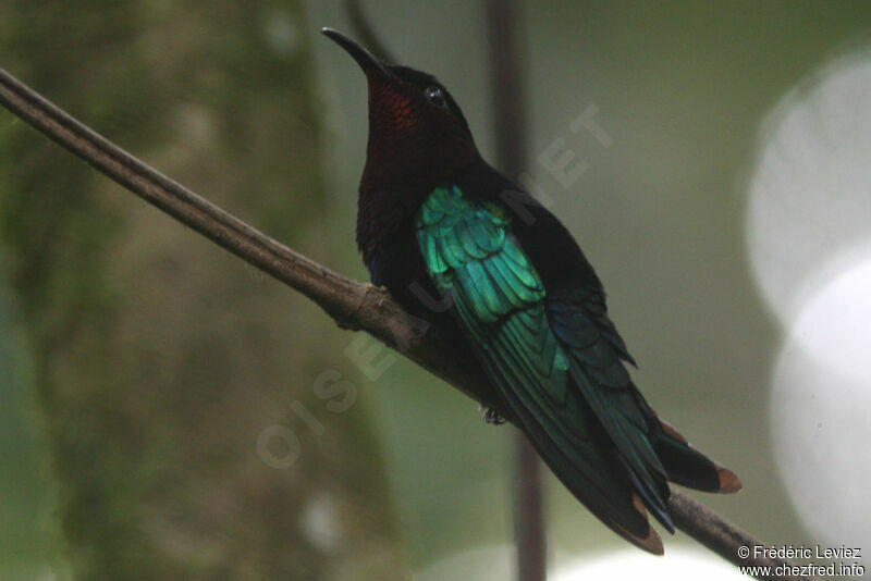 Purple-throated Caribadult, identification