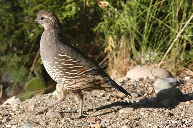 California Quail female adult, identification