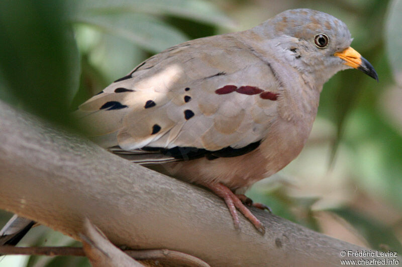 Croaking Ground Doveadult