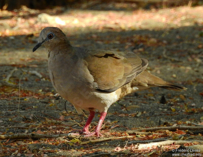 Colombe de Verreauxadulte, identification