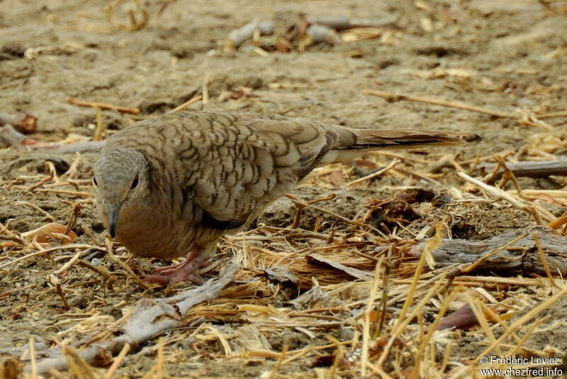 Inca Doveadult, identification