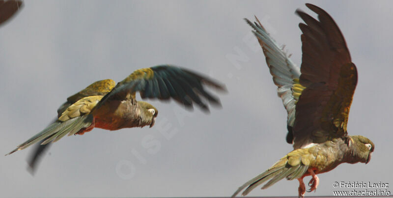 Conure de Patagonie, Vol