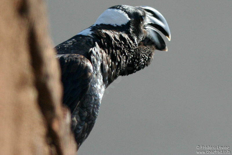 Thick-billed Ravenadult