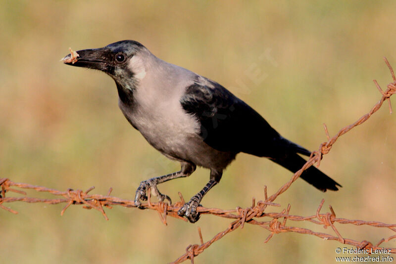 House Crowadult, identification