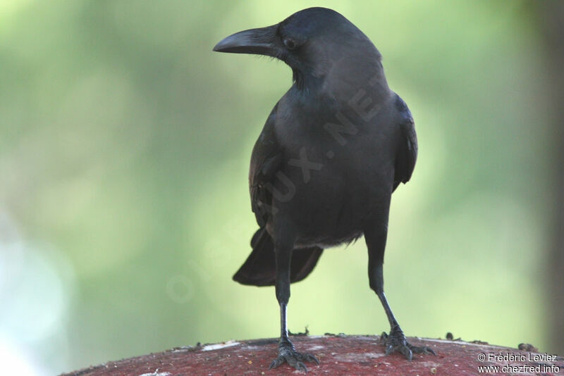 House Crowadult, identification