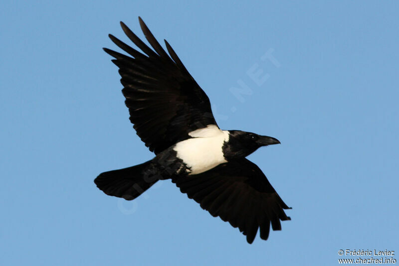 Pied Crowadult, Flight