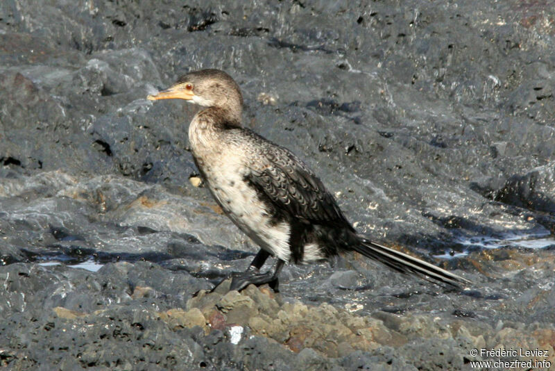 Reed Cormorantimmature, identification