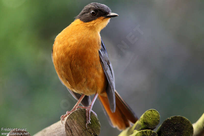 Chorister Robin-Chatadult, Behaviour