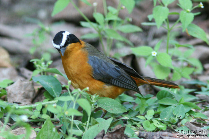 Rüppell's Robin-Chatadult