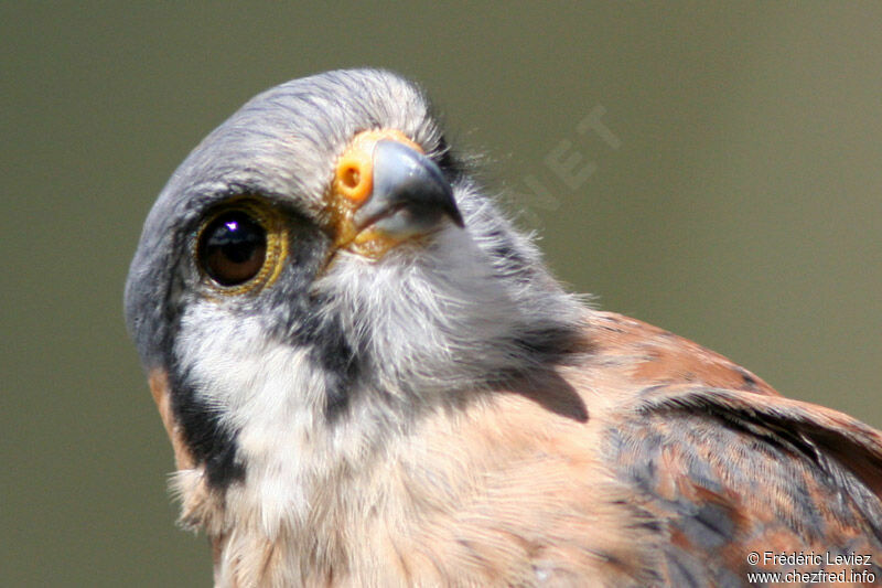 American Kestrel female adult