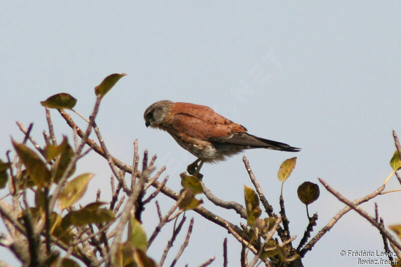 Malagasy Kestreladult