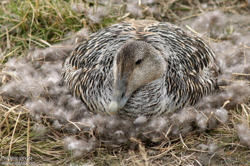 Common Eider female adult breeding, Reproduction-nesting