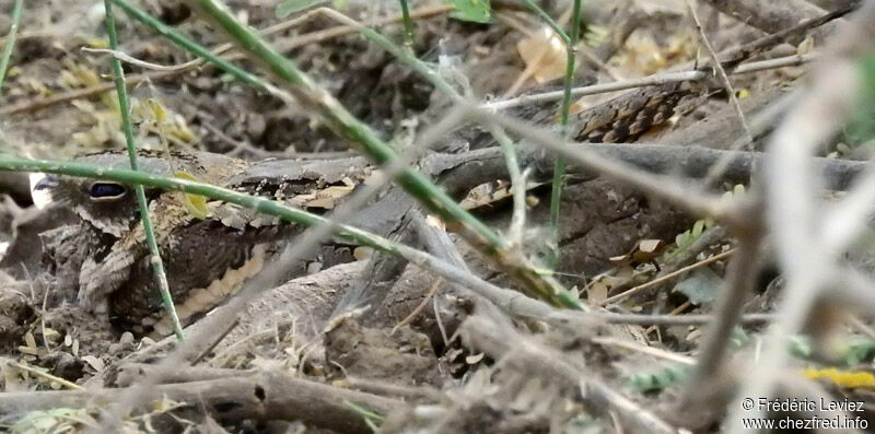 Long-tailed Nightjaradult, identification, close-up portrait, camouflage