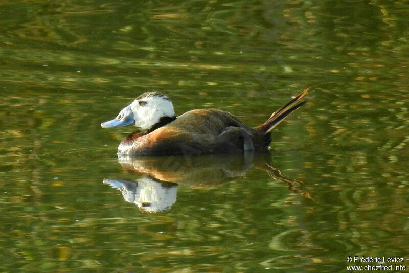 White-headed Duck male adult, identification, close-up portrait, swimming