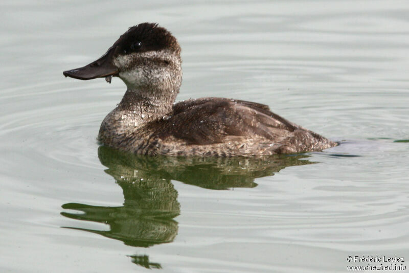 Ruddy Duck female adult, identification