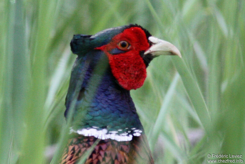 Faisan de Colchide mâle adulte, identification