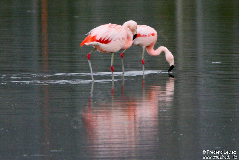 Flamant du Chiliadulte