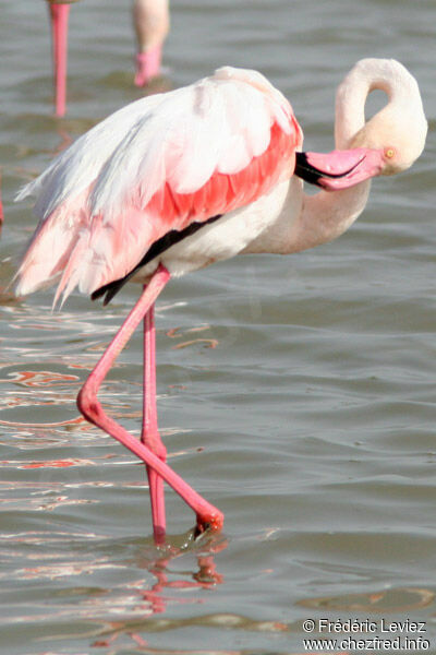 Greater Flamingoadult