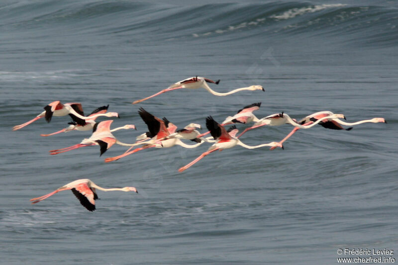 Greater Flamingoadult, Flight