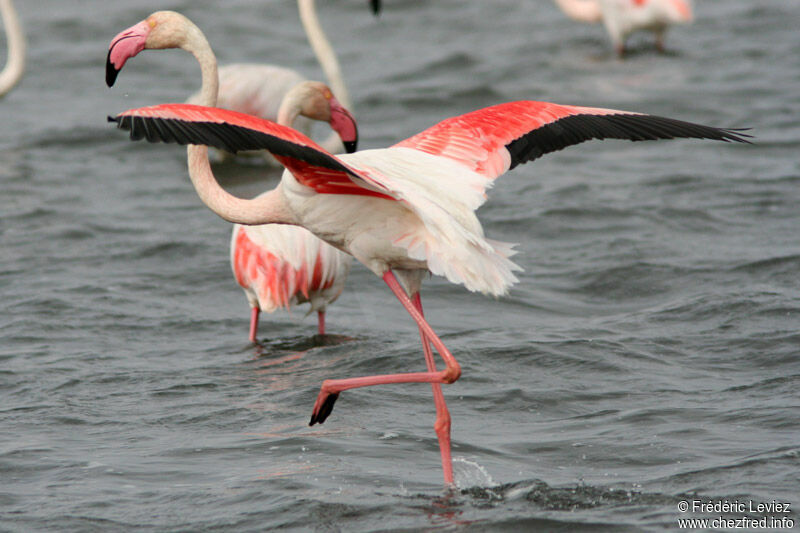 Greater Flamingoadult