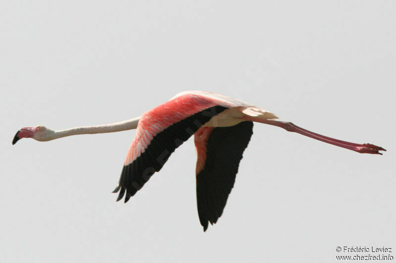 Greater Flamingoadult